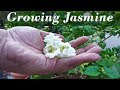 Growing  Jasmine - How To Grow Jasmine Plants In Containers