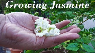 Growing Jasmine - How To Grow Jasmine Plants In Containers