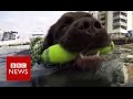 The dog who saved 9 people from drowning - BBC News