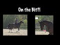 Contact: How to Get the Horse on the Bit