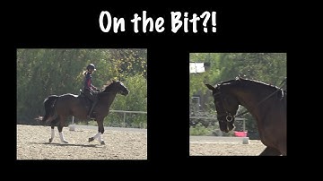 Contact: How to Get the Horse on the Bit