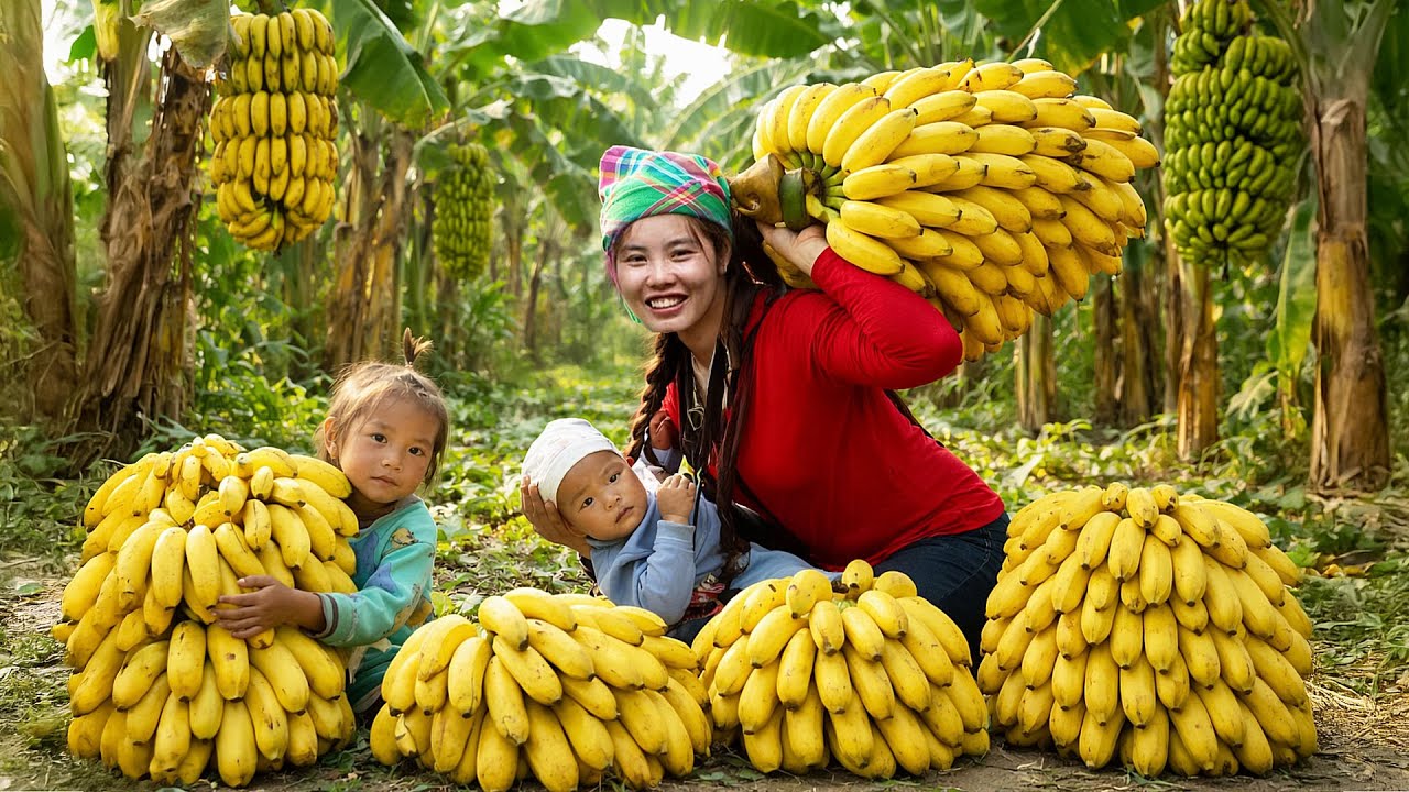 Harvesting Ripe Bananas Deep In The Forest And Taking The Bananas To The Market To Sell