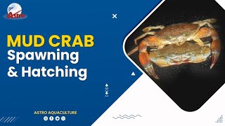 Mud Crab Spawning & Hatching - Astro Aquaculture Resimi