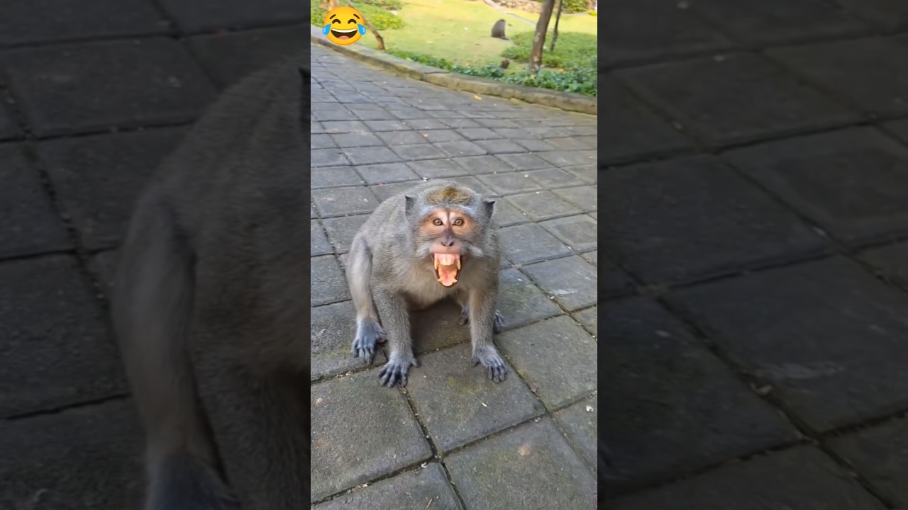 New Monkey Best Funny 🤣🤪