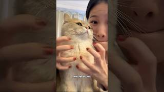 Your Cat Is Playing You Like This ?