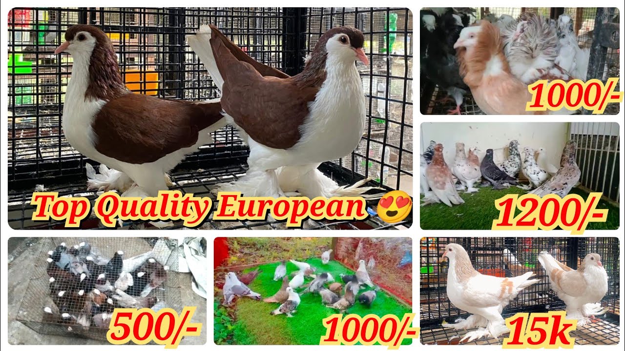 European Siraji, Hungerian, Bukhara, Siraji, American Faintal All new Pigein available