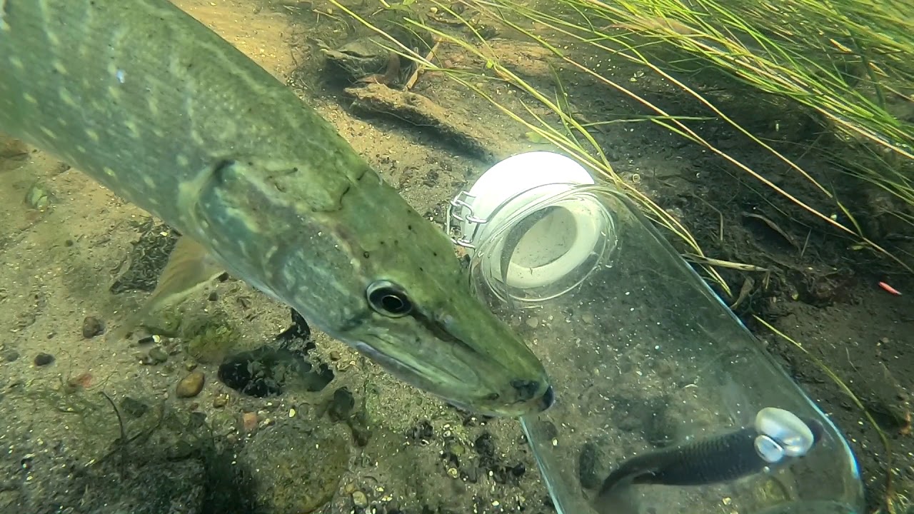 Pike ATTACK Fish Trapped Inside Jar YouTube