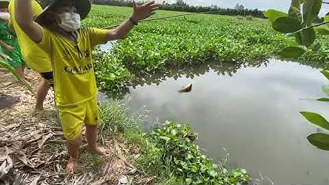 Câu Cá Rô Đồng Tháp Mười