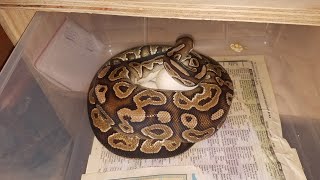 Ball Python Clutch #9 Pulling Eggs HRA Het Pied x Pastel Het Pied