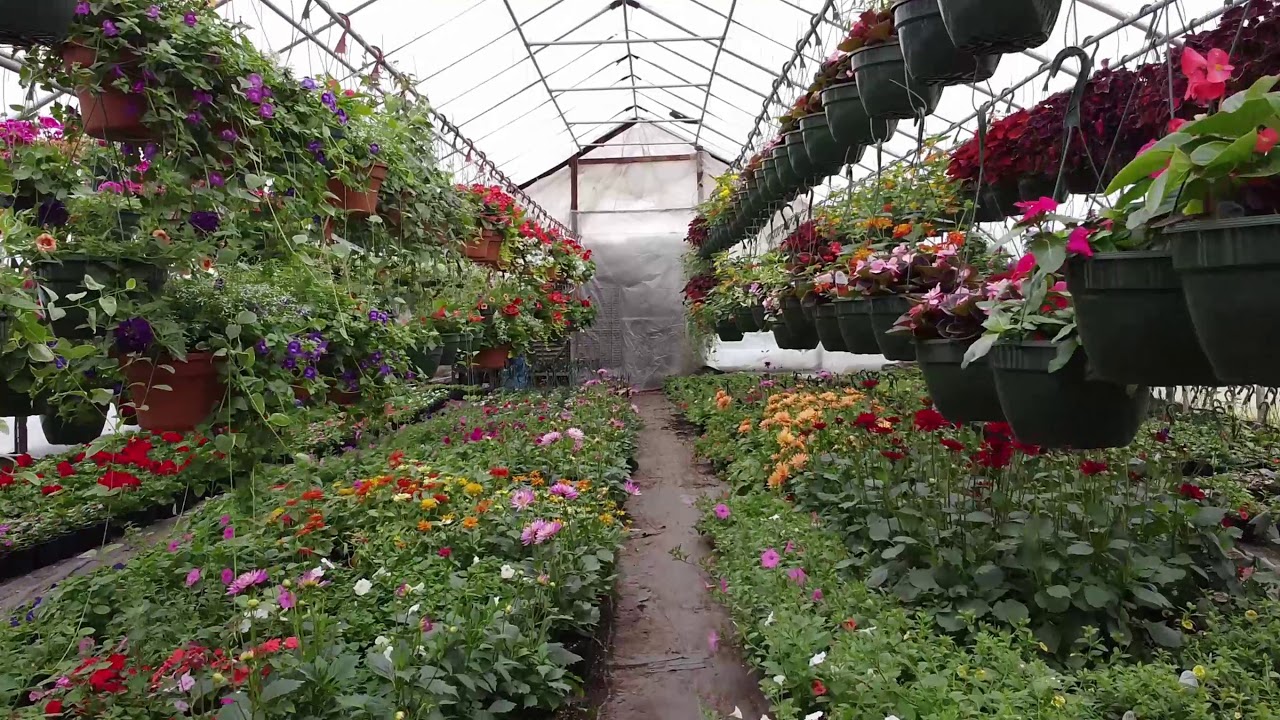 John's Flowers Greenhouses YouTube