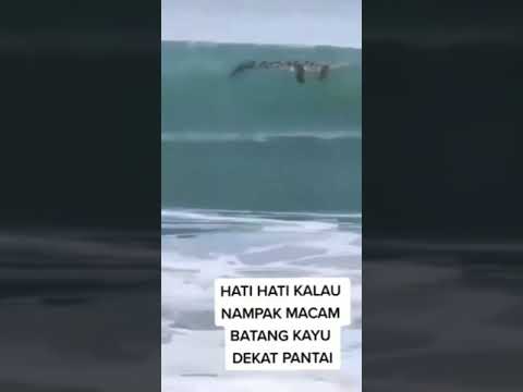 Video: Bolehkah anjing berenang di tasik burke?