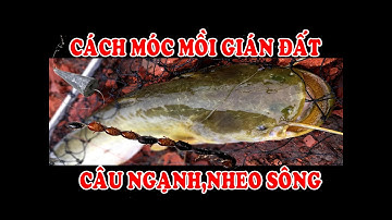CÁCH MÓC GIÁN ĐẤT CÂU SÔNG - CHIA SẺ VỚI AE CÙNG ĐAM MÊ
