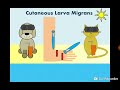Cutaneous Larva Migrans Ancylostoma Caninum Ancylostoma Braziliense اليرقات الجلدية المهاجرة