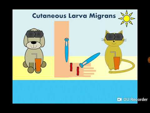 Cutaneous Larva Migrans (Ancylostoma caninum & Ancylostoma braziliense) اليرقات الجلدية المهاجرة