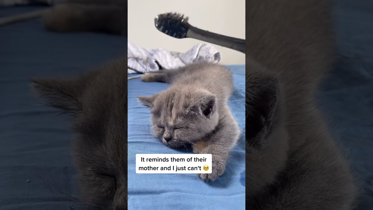 Try petting your cat with a wet toothbrush