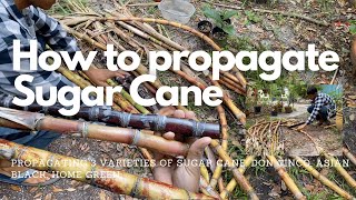 How to propagate Sugar Cane | Grow Your Own Sugar Cane