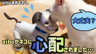 aiboが猫に心配されました…