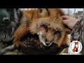 Лисы из Новолисья. Чем мы занимаемся🦊🦊🦊