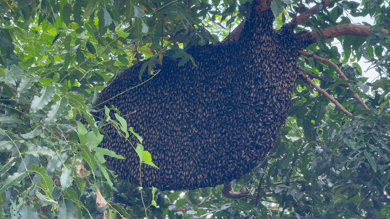 ตามตัวที่รอดสายตาเขา ขอกินหมู1วันต่ำๆ2รัง  |  พรานหมึก คนตีผึ้ง
