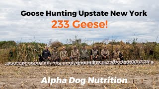 Upstate New York Early Season Goose Hunting: 233 Birds Down! by Alpha Dog Nutrition 6,149 views 1 year ago 22 minutes