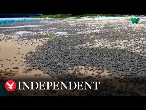 Thousands of baby turtles emerge from nests along Brazil-Bolivia border