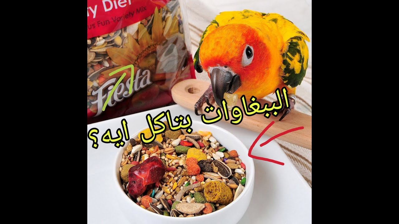 افضل تغذية للببغاوات , و افضل جدول غذائي اسبوعي للحصول علي افضل صحه و افضل انتاج
