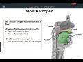 GIS ANATOMY: LECTURE 1 (mid)