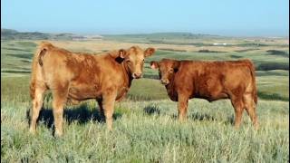 Indian Springs Land Cattle - 600 October Delivery Heifer Calves
