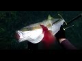 Dive Buddies - Western Australia - Impact Zone Spearfishing