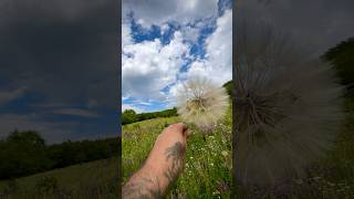 Природа Жетысу #shortvideo #nature #природныепейзажи #mountains #shorts #live
