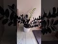 Black zeze plant beauty indoor plants