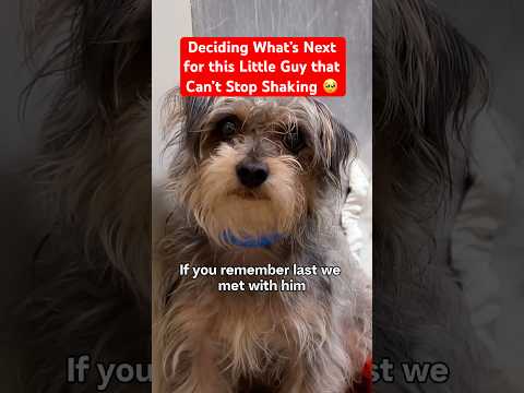 Deciding What’s Next for this Little Guy that Can’t Stop Shaking 🥺