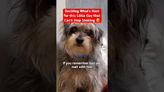 Deciding What’s Next for this Little Guy that Can’t Stop Shaking 🥺