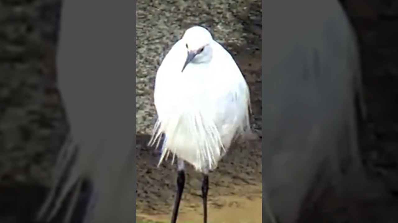 বক পাখি / buck bird 