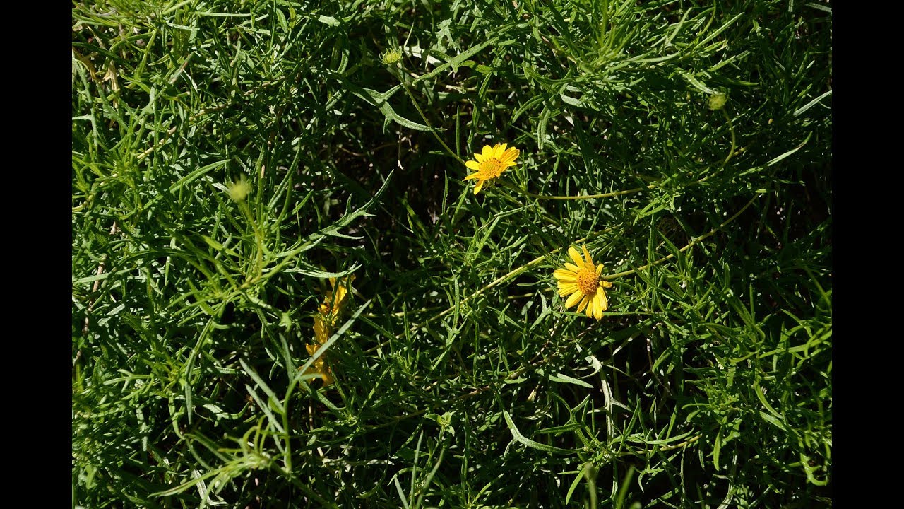 Skeleton-leaf goldeneye |Daphne Richards |Central Texas Gardener
