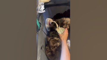 Check up time! #minischnauzerpuppy #mini schnauzers #schnauzers #puppy #puppies #puppiesforsale