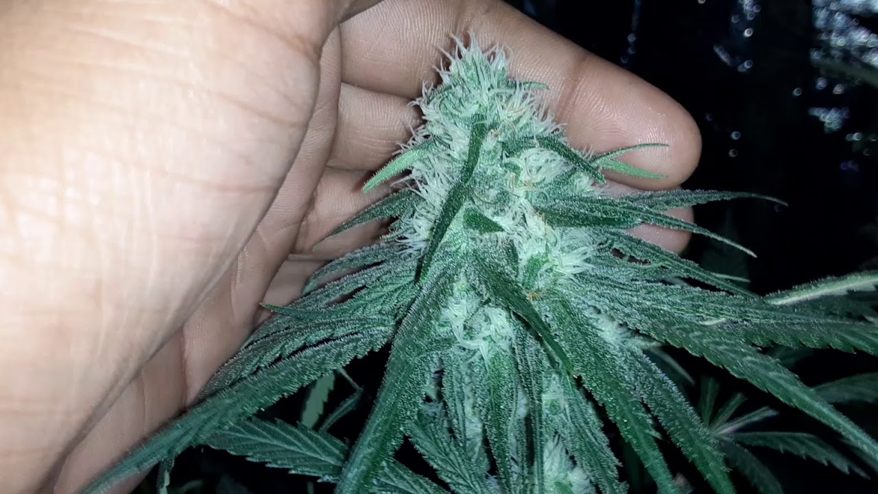 NIGHT SHOTS! ZOMBIE KUSH, PLATINUM KUSH BREATH REMIX, GORILLA GLUE, PURPLE, WHITE WIDOW