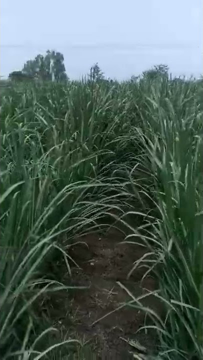 Dr Soil Sugarcane used sugarcane farm|Dr Soil|Five months sugarcane