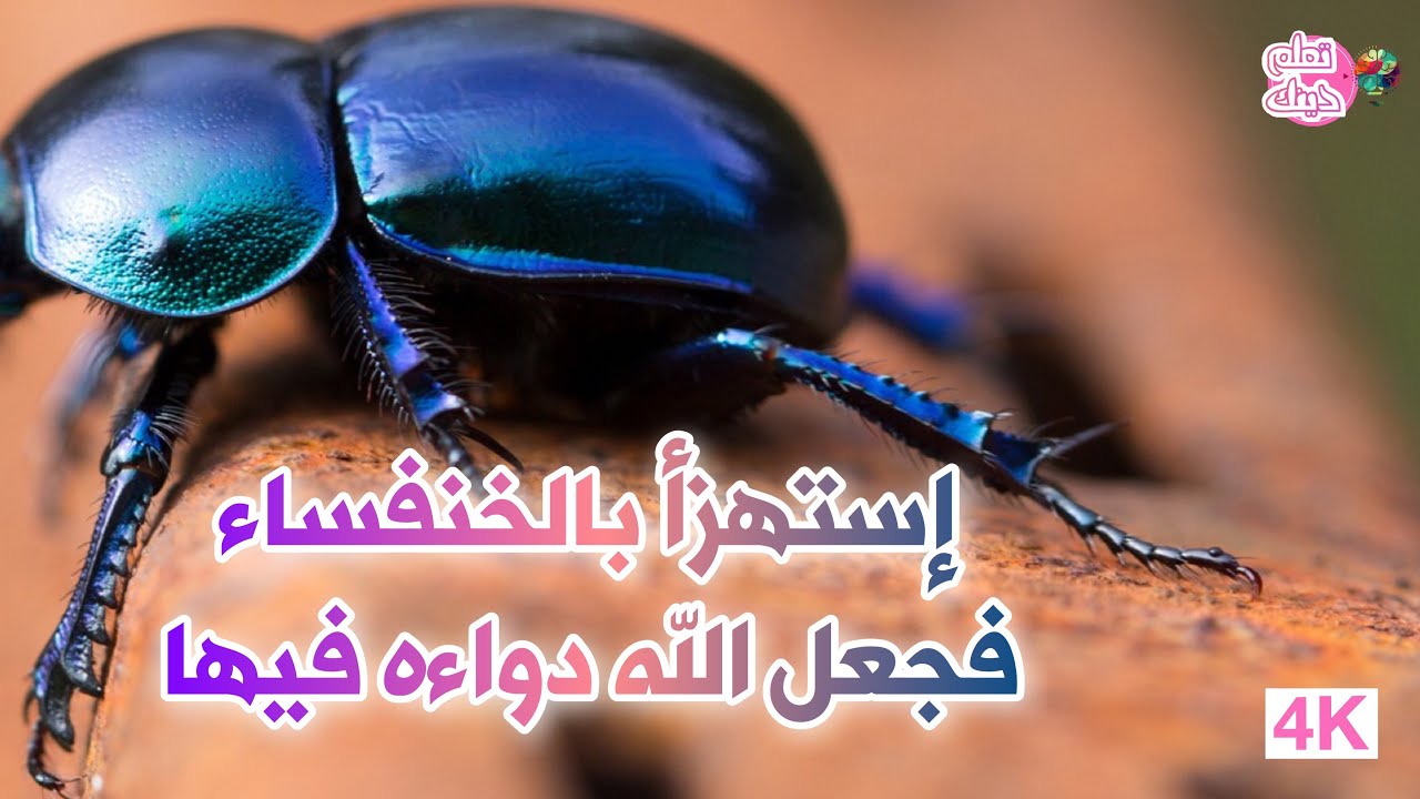 قناة تعلم دينك : قصة الرجل الذي إستهزء بخلق الله للخنفساء فجعل الله دواءه فيها - الشيخ صالح الفوزان