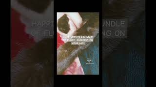 HAPPINESS IS A BUNDLE OF FLUFF SLEEPING ON YOUR LAP 🌺❤#cats #2024 #youtubeshort #japan #korea#love