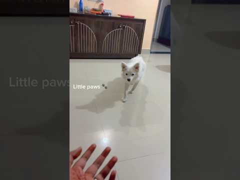🥹❤️‍🩹 #milo #minivlog #shorts #fyp #pets #love #trending #khatsong #edit #milovlogs #cute
