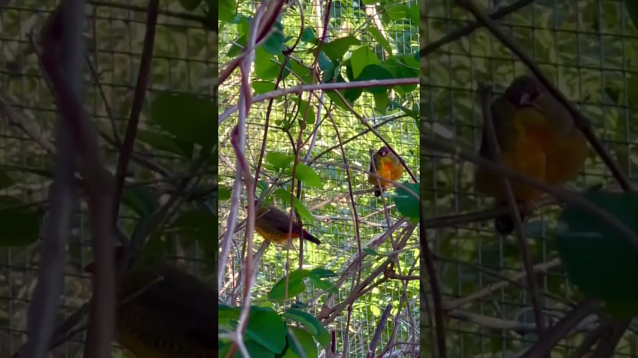 Three male orange-breasted waxbill (Amandava subflava) | Smallest bird in my aviary | Aviary Birds