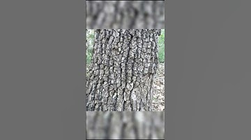 Animals That Good In Camouflage 🔍 #shorts #foryou #animals #camoflauge #fyp #hide #fypシ #spider