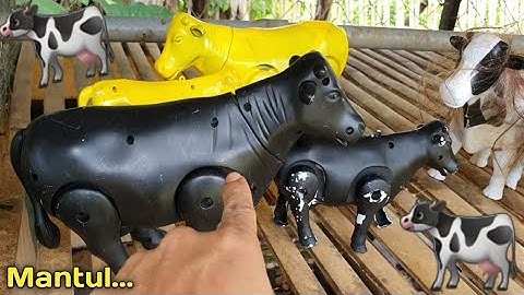 MENEMUKAN ANAK DAN INDUK SAPI, SAPI WARNA WARNI, SAPI LUCU, SAPI MOO, SAPI KARTUN, SAPI JOGET, COW