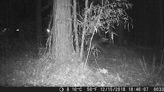 Startled deer