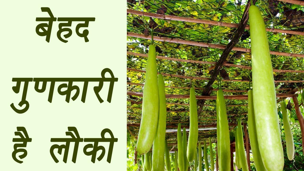 लौकी, Bottle gourd Health Benefits बेहद गुणकारी है लौकी Boldsky