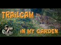 Photographing  wildlife using trailcameras in my garden