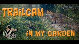 Photographing  wildlife using trailcameras in my garden