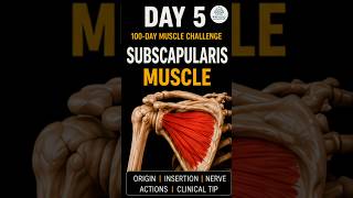 🔥 Subscapularis Muscle Explained in 60 Seconds | Day 5 | 100-Day Muscle Challenge