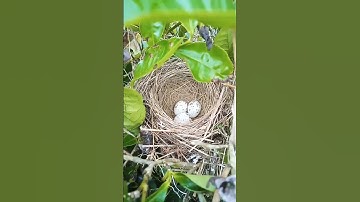 sarang burung cendet priangan, baru bertelur#shorts